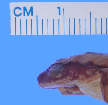 Media type: image; Herpetology A-12018